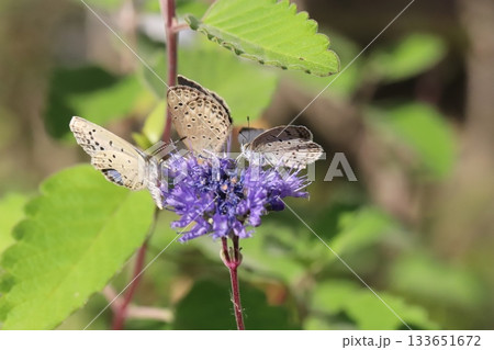 秋の庭に咲く紫色のダンギクの花の蜜を吸う3匹のヤマトシジミ蝶 秋の庭に咲く紫色のダンギクの花の蜜を吸う3匹のヤマトシジミ蝶 133651672