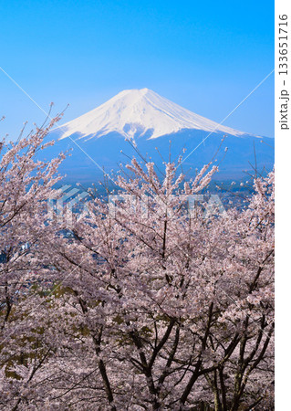春　桜　富士山 133651716