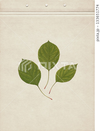 Pressed green apple tree leaves arranged in an elegant composition on a textured vintage beige paper. Natural botanical herbarium layout ideal for eco friendly design and organic visual projects. Pressed green apple tree leaves arranged in an elegant composition on a textured vintage beige paper. Natural botanical herbarium layout ideal for eco friendly design and organic visual projects. 133651774