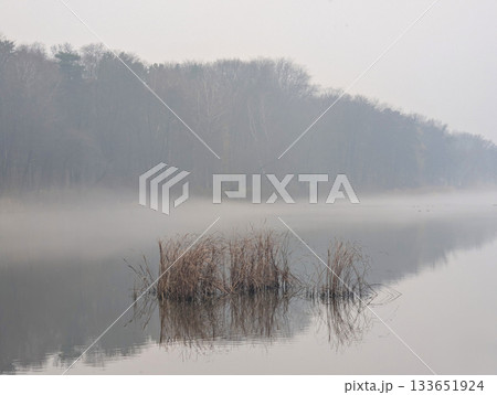A river in fog and reeds on a cloudy autumn day 133651924