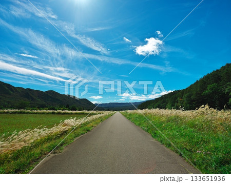 秋空の信州開田高原西野　銀色に輝くススキの一本道 133651936