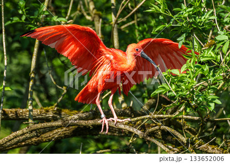 The Scarlet ibis, Eudocimus ruber is a species of ibis in the bird family Threskiornithidae. The Scarlet ibis, Eudocimus ruber is a species of ibis in the bird family Threskiornithidae. 133652006