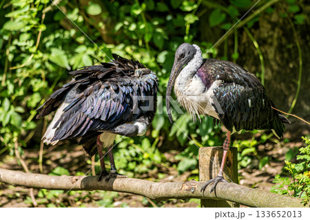 The Straw-necked Ibis, Threskiornis spinicollis is a bird of the ibis family The Straw-necked Ibis, Threskiornis spinicollis is a bird of the ibis family 133652013
