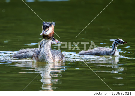 Family of Great Crested Grebe, Podiceps cristatus with beautiful orange colors, a water bird with red eyes. 133652021