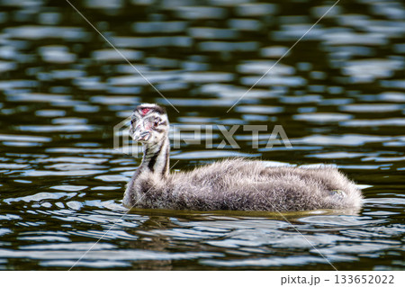 Beautiful fluffy Great Crested Grebe Baby, Podiceps cristatus with beautiful orange colors, a water bird with red eyes. 133652022