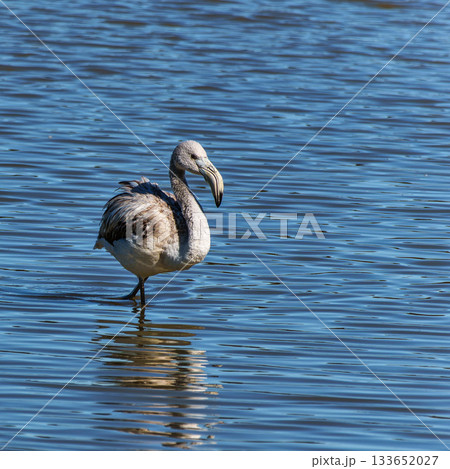 Greater Flamingo, Phoenicopterus roseus in the Ornithological park of Pont de Gau in Camargue, France 133652027