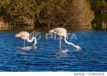 Greater Flamingo, Phoenicopterus roseus in the Ornithological park of Pont de Gau in Camargue, France Greater Flamingo, Phoenicopterus roseus in the Ornithological park of Pont de Gau in Camargue, France 133652028