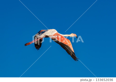 Flying Greater Flamingo, Phoenicopterus roseus in the Ornithological park of Pont de Gau in Camargue, France 133652036
