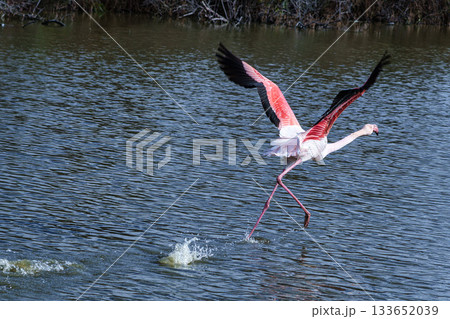 Greater Flamingo, Phoenicopterus roseus in the Ornithological park of Pont de Gau in Camargue, France Greater Flamingo, Phoenicopterus roseus in the Ornithological park of Pont de Gau in Camargue, France 133652039