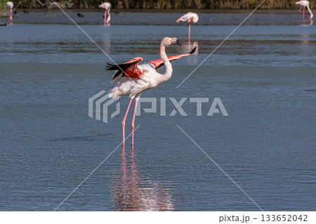 Greater Flamingo, Phoenicopterus roseus in the Ornithological park of Pont de Gau in Camargue, France 133652042