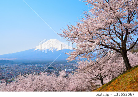 春 桜 富士山 富士吉田市街 春 桜 富士山 富士吉田市街 133652067