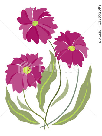 Pink fuchsia flowers bouquet on white background. Fantasy floral design element. Greeting card of spring flowers. Holiday design of flowers 133652098