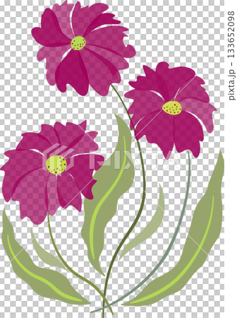 Pink fuchsia flowers bouquet on white background. Fantasy floral design element. Greeting card of spring flowers. Holiday design of flowers 133652098