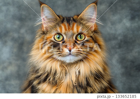 Majestic Maine Coon Cat Portrait Striking Tabby Coat, Expressive Eyes, and Charming Demeanor 133652185