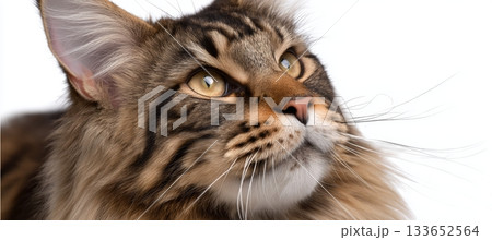 Stunning Maine Coon Cat Portrait, Detailed Fur and Expressive Face Against a Clean White Background 133652564