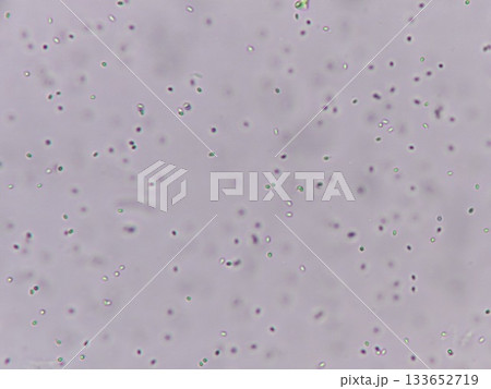 光学顕微鏡で観察した酵母菌 133652719