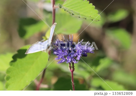 秋の庭に咲く紫色のダンギクの花の蜜を吸うヤマトシジミ蝶 秋の庭に咲く紫色のダンギクの花の蜜を吸うヤマトシジミ蝶 133652809