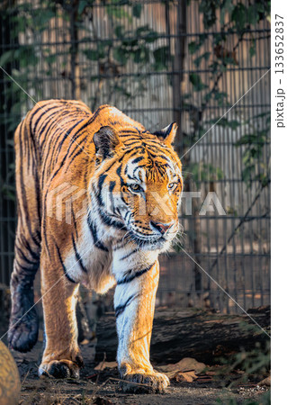 堂々と歩くアムールトラ|旭山動物園 堂々と歩くアムールトラ|旭山動物園 133652837
