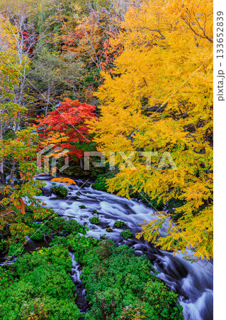 阿寒湖・滝見橋の秋彩と清流の風景（阿寒摩周国立公園） 133652839