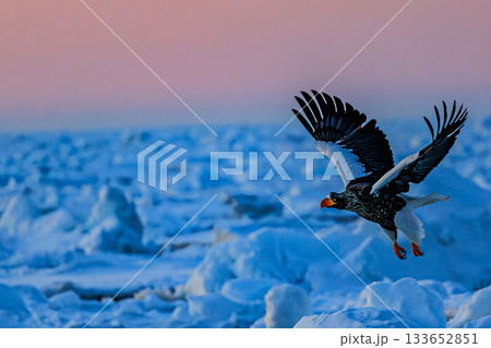 知床羅臼の冬|流氷とワシの雄大な自然 知床羅臼の冬|流氷とワシの雄大な自然 133652851
