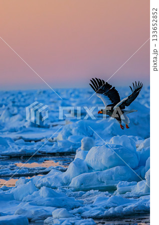極寒の北海道・流氷上を飛ぶオオワシ 133652852