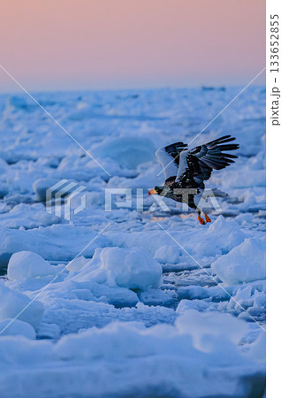流氷の海を飛ぶオオワシ|知床羅臼の冬景色 流氷の海を飛ぶオオワシ|知床羅臼の冬景色 133652855