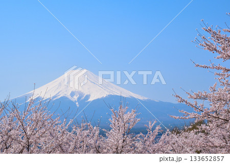春　桜　富士山 133652857