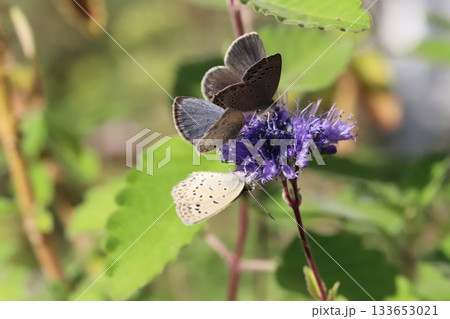 秋の庭に咲く紫色のダンギクの花の蜜を吸う3匹のヤマトシジミ蝶 133653021