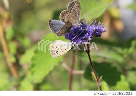 秋の庭に咲く紫色のダンギクの花の蜜を吸う3匹のヤマトシジミ蝶 133653022