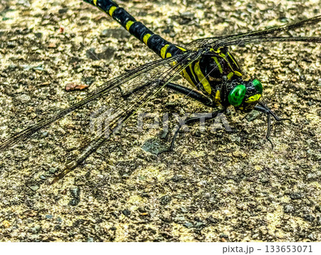 クローズアップ鬼蜻蜓(オニヤンマ) 133653071