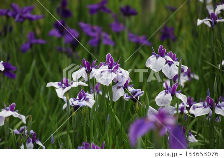 長井系出羽の里 1 長井系出羽の里 1 133653076