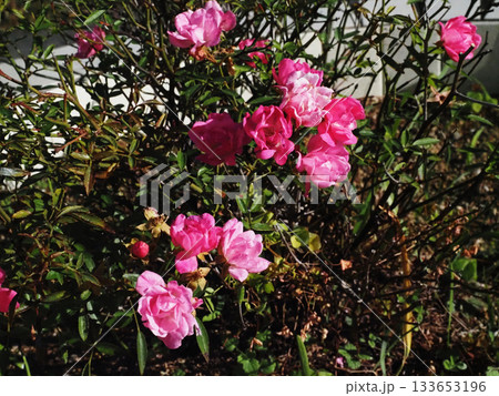 日差しの中の小さいピンクのバラ（ミニバラ：ほほえみ） 133653196