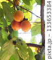 三つの柿の実のクローズアップ（葉っぱと実をつけたカキ） 133653384