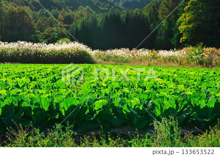 秋の信州 開田高原 ススキと収穫を迎えた白菜 秋の信州 開田高原 ススキと収穫を迎えた白菜 133653522