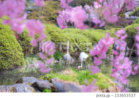 心字池の鶴(作り物)とサクラの前ボケ【諏訪高島城】 心字池の鶴(作り物)とサクラの前ボケ【諏訪高島城】 133653537