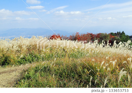 ススキの風景(葛城高原) ススキの風景(葛城高原) 133653753