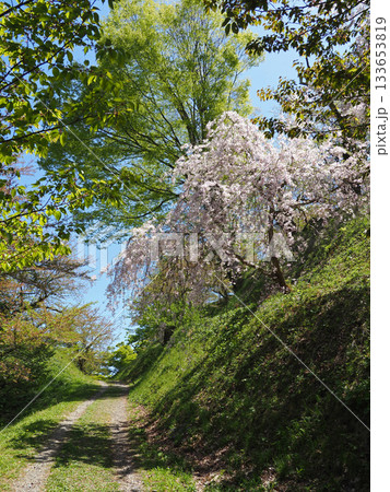 新緑とピンク色の桜が咲く小道。春の散歩を楽しませる。 新緑とピンク色の桜が咲く小道。春の散歩を楽しませる。 133653819