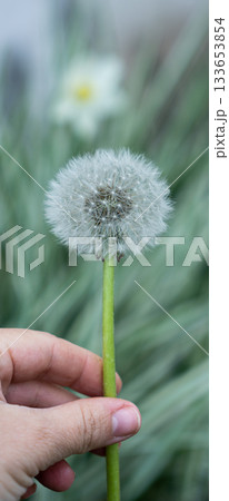 Hand holding a dandellion flower. Dandellion closeup Hand holding a dandellion flower. Dandellion closeup 133653854