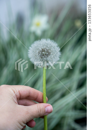 Hand holding a dandellion flower. Dandellion closeup 133653856