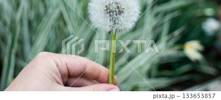 Hand holding a dandellion flower. Dandellion closeup Hand holding a dandellion flower. Dandellion closeup 133653857