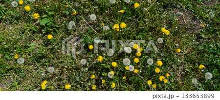 Hand holding a dandellion flower. Dandellion closeup Hand holding a dandellion flower. Dandellion closeup 133653899