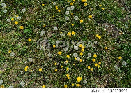 Hand holding a dandellion flower. Dandellion closeup 133653901
