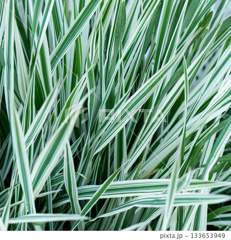 Green grass texture. Field of green grass, a lawn in spring. Background of color grass. Closeup of a freshly mowed lawn, park. Sports turf surface. Backdrop of pasture close up. Nature Wallpaper. Green grass texture. Field of green grass, a lawn in spring. Background of color grass. Closeup of a freshly mowed lawn, park. Sports turf surface. Backdrop of pasture close up. Nature Wallpaper. 133653949