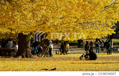 黄金色の銀杏並木と秋を楽しむ人々の風景 133654087