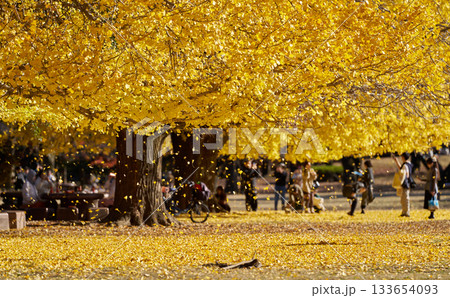 舞い散る銀杏と秋色に染まる午後の公園 133654093
