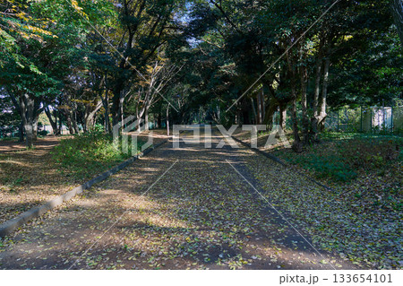 木漏れ日の遊歩道と落ち葉の静かな散歩道 133654101