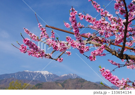 新府桃源郷・桃の花と鳳凰三山 133654134