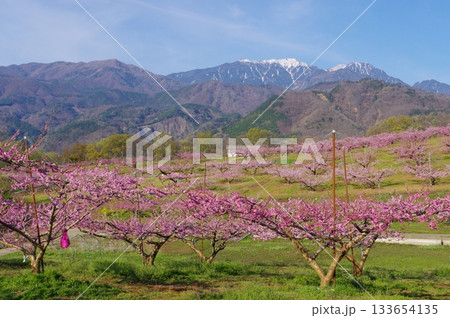 新府桃源郷・桃の花と鳳凰三山 新府桃源郷・桃の花と鳳凰三山 133654135