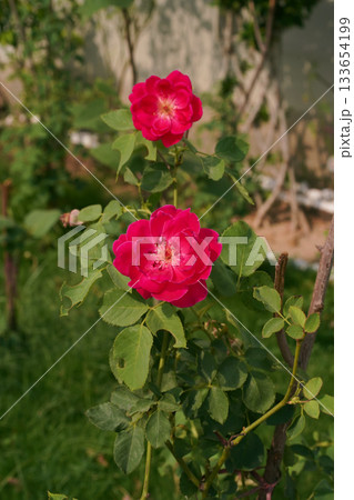 Close-up of a red rose. A crimson rosehip flower in full bloom on a green bush in the garden, is illuminated by the setting sun. Vertical image. Natural background. 133654199
