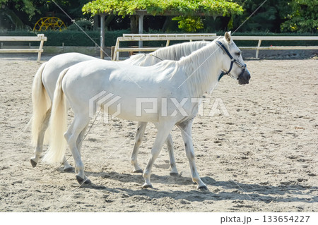 二頭の仲良しな白馬 133654227